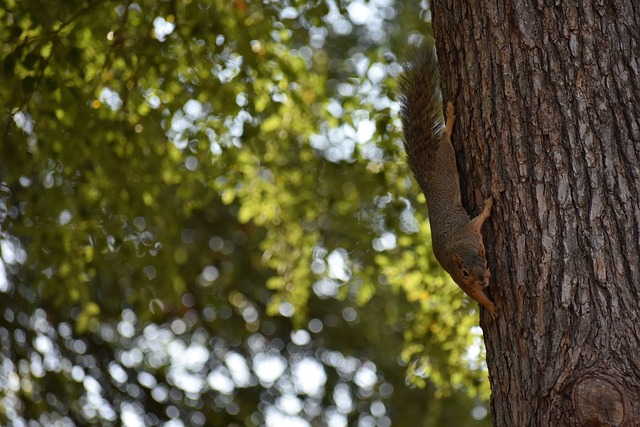 马杯决赛确定改期 426 JDT决战彭亨.